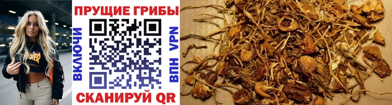 как найти закладки  Советская Гавань  Галлюциногенные грибы Cubensis 